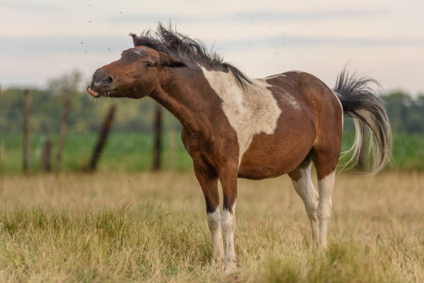istock Pony in a pasture fighting against flies 1253329835