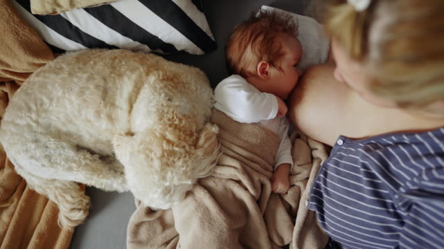 Woman Breastfeeding Animals Stock Videos and Royalty-Free Footage - iStock
