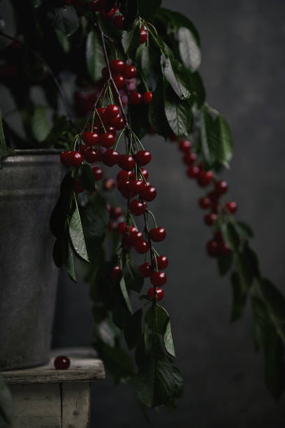 istock Cherry berries in a copper mug, spray on the background. 1253331069
