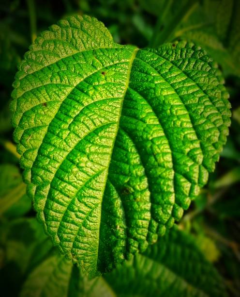 Green big leaf in the jangle. it's look beautiful. background deep blar.