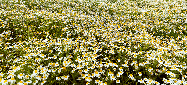 Field of beautiful white daisies