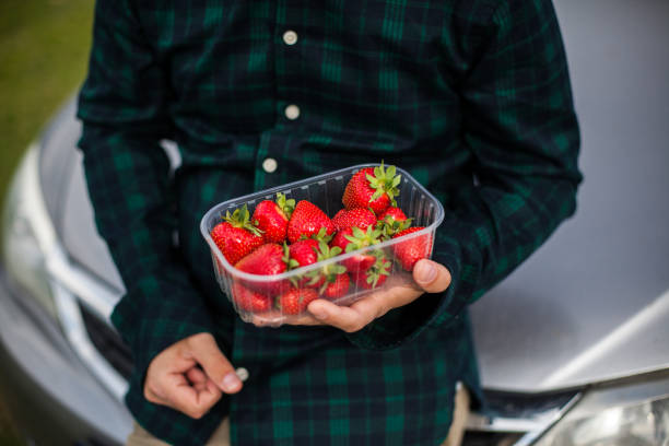 Relaxing in nature with a box of strawberries stock photo