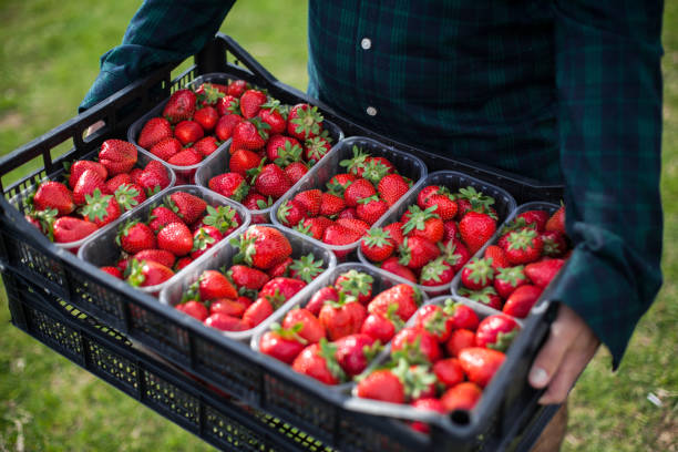 istock A box of strawberries 1253335031