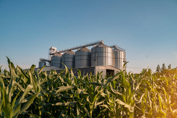 istock Agricultural silos in the middle of corn field 1253336079