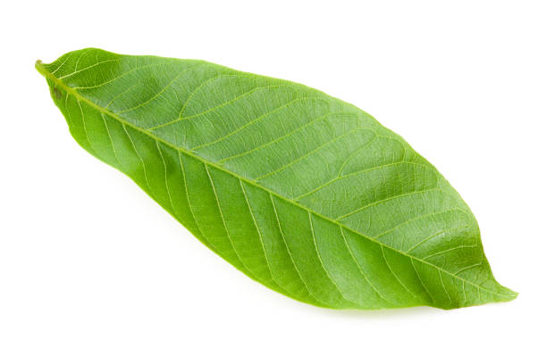 one green leaf of walnut isolated on a white background