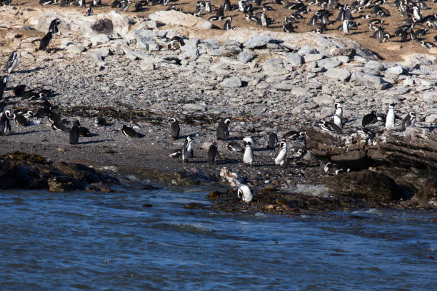istock A photo view of penguins 1253337356