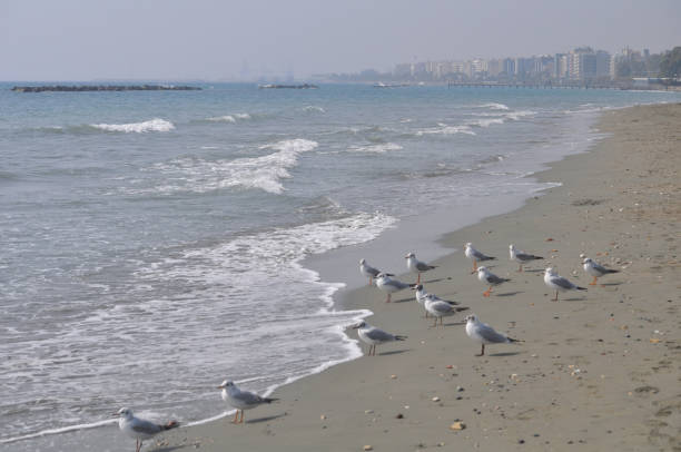 istock The beautiful bird Larus ridibundus (Black-headed Gull) in the natural environment 1253337510
