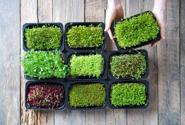 istock Female hands with a microgreen sprouts in a tray 1253338665