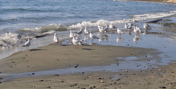 istock The beautiful bird Larus ridibundus (Black-headed Gull) in the natural environment 1253339318