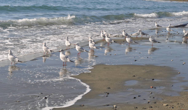 istock The beautiful bird Larus ridibundus (Black-headed Gull) in the natural environment 1253339319