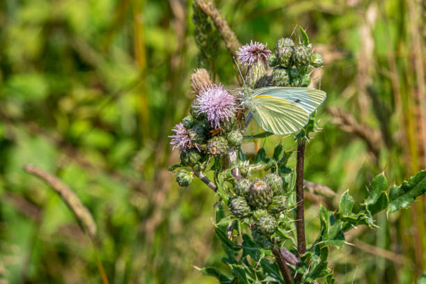 istock on  wildflower meadow there is a cabbage white on the flowers 1253339955