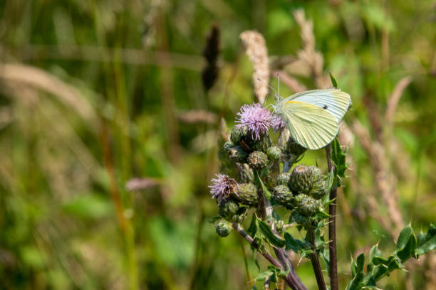 istock on  wildflower meadow there is a cabbage white on the flowers 1253339962