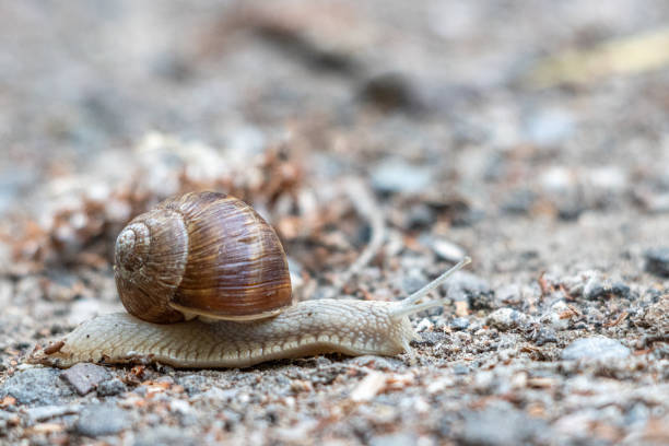 istock Roman snail crawls slowly over a sandy path 1253340003