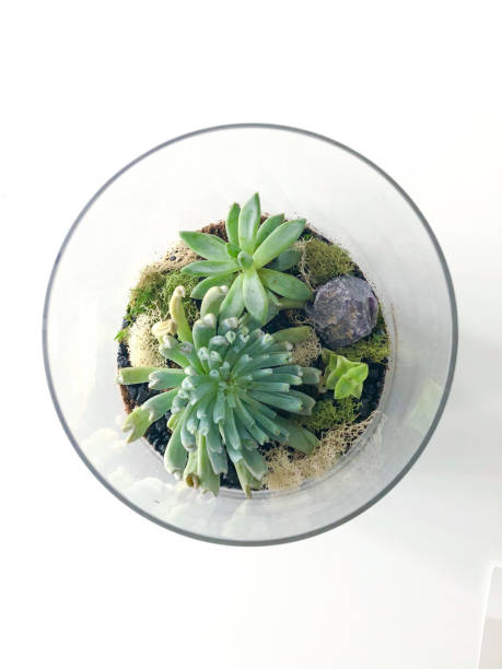 istock Succulent plants in a terrarium from the top 1253340192