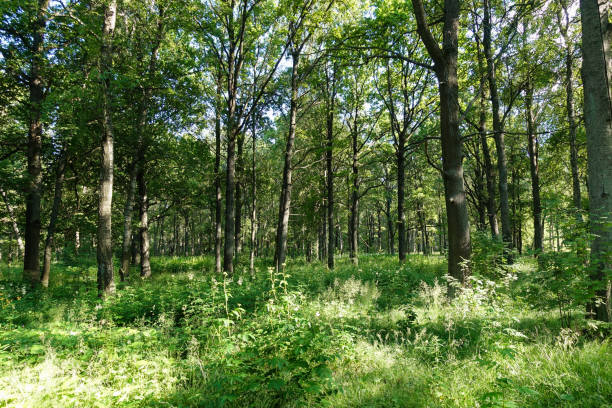 istock Spring nature. Beautiful landscape. Forest with green grass and trees. Calm background 1253340419