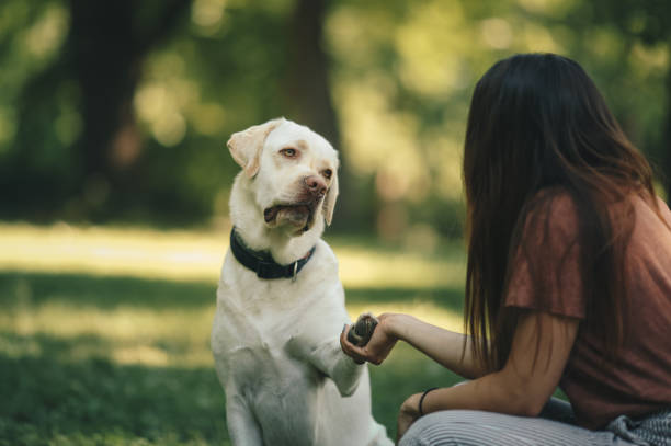 istock Dog giving its paw to their owner 1253341179