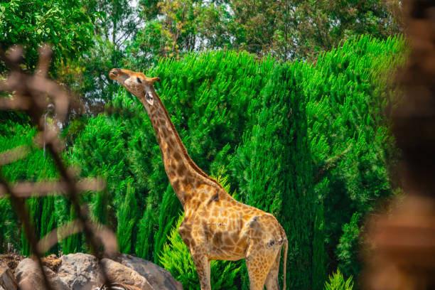 istock Giraffes eat leaves from the trees 1253341564