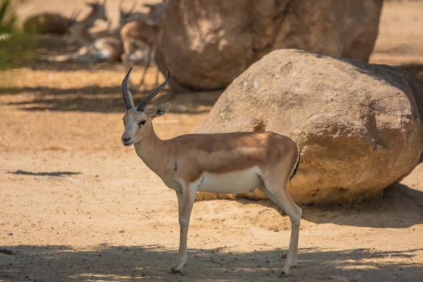 istock Little antelope  in an open field. 1253341568