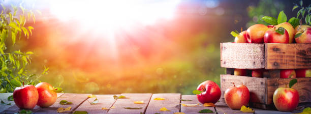 Apples On Table At Sunset Apples In Wooden Crate On Table At Sunset - Autumn And Harvest Concept orchard stock pictures, royalty-free photos & images
