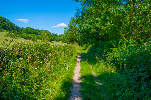 Sunken lane in a green deciduous forest  in sunlight and shadows in summer, Voeren, Voer Region, Limburg, Flanders, Belgium, June 27, 2020