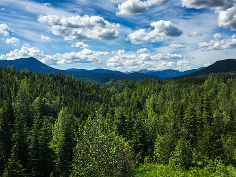 A beautiful scenic landscape of the Boreal Forest wilderness in British Columbia, Canada, in the Canadian Rockies, with lush foliage, green trees, and snow covered mountains, with blue sky and clouds.