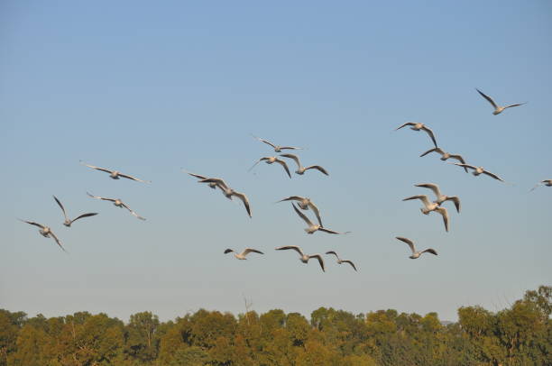 istock The beautiful bird Larus ridibundus (Black-headed Gull) in the natural environment 1253346399