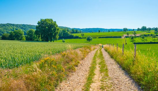 Field with wheat on the slope of a hill below a blue sky in sunlight in summer, Voeren, Voer Region, Limburg, Flanders, Belgium, June 26, 2020
