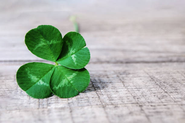 four leaf clover on gray background, real authentic green shamrock with four leaves on grey wood four leaf clover on gray background, real authentic green shamrock with four leaves on old grey wood good luck charm photos stock pictures, royalty-free photos & images