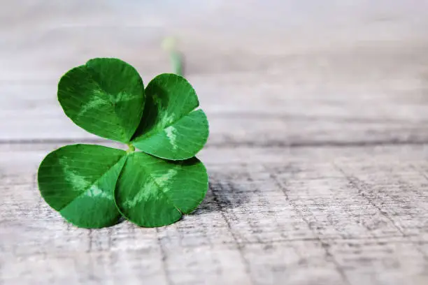 Photo of four leaf clover on gray background, real authentic green shamrock with four leaves on grey wood