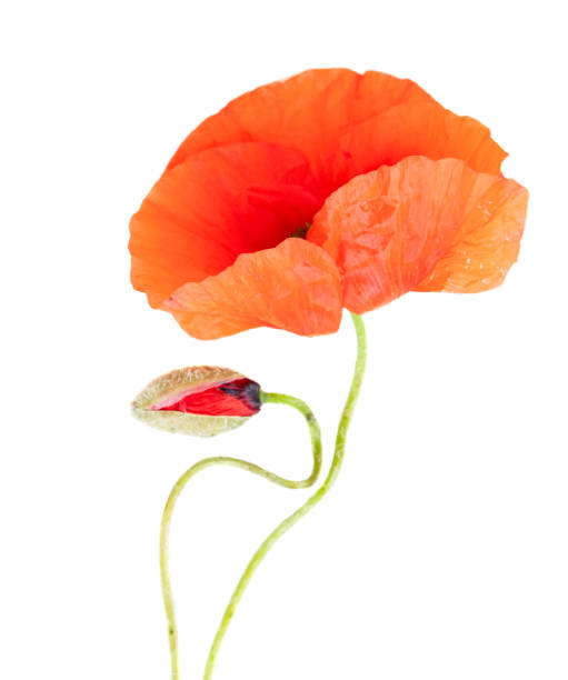 istock red poppy flowers 1253349265