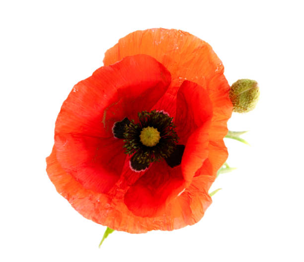 istock red poppy flowers 1253349344