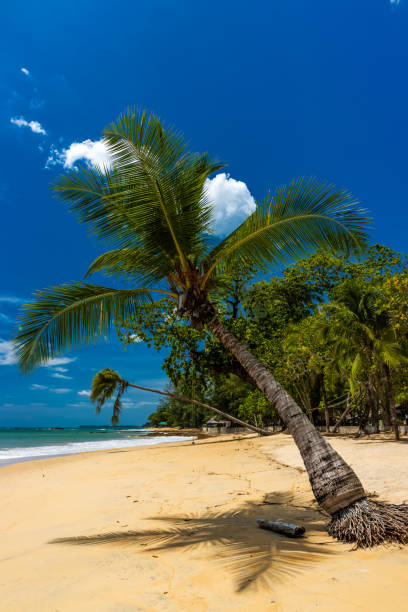 istock Coconut Palm Trees on a beautiful tropical beach with a blue sky background 1253349395