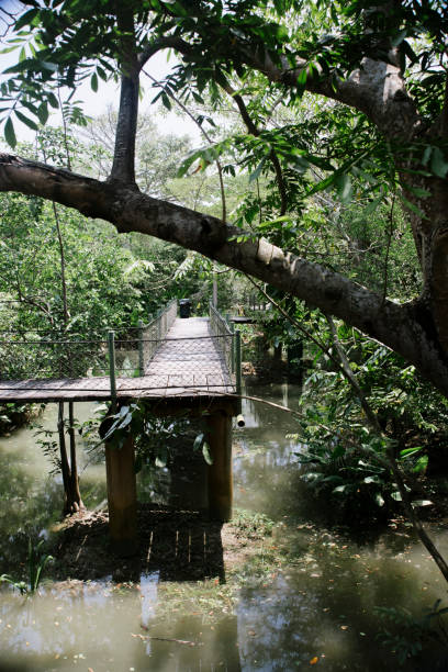 istock Centla Biosphere Reserve Swamps. 1253349427