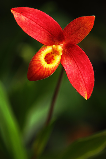 Red wild orchid Phragmipedium bessae. Exotic plant in the nature. Red orchid in the nature habitat. Bloom of red orchid in the green forest. Wild orchid from Ecuador and Peru