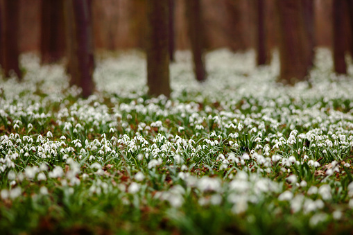 Dark forest full of snowdrop flowers in spring season - wide-angle view of nature with extremely blurred background. Snowdrop flowers in the forest. White snowdrop flowers in the nature habitat.