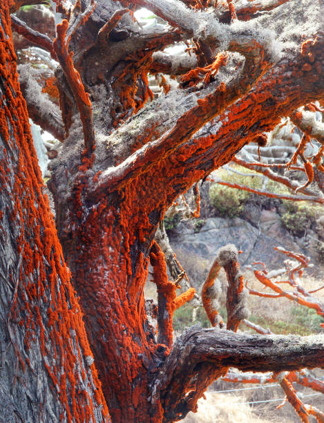 Point Lobos National Reserve The reddish orange growth is actually a green algae called Trentepohlia. Its color comes from carotene, masking the green of the chlorophyll. point lobos state reserve stock pictures, royalty-free photos & images