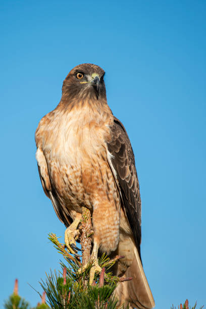 istock Close-up of Wild Red Tailed Hawk 1253351059