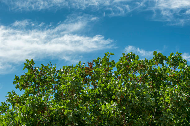 Orchard of ripening pistachio (Pistacia vera) trees, with groups of ripe nuts hanging from tree branches.Taken in San Joaquin Valley, California, USA