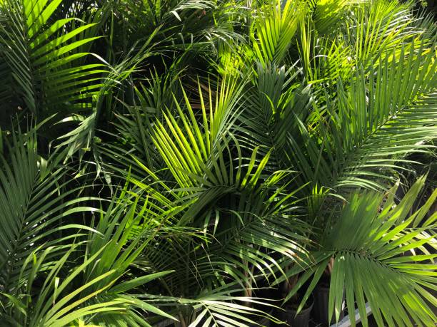 istock Green plants in the background and close together 1253352343