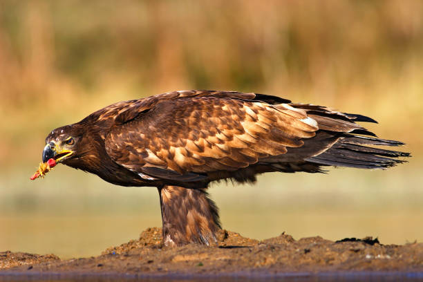 istock Brown Eagle with fish. White-tailed Eagle, Haliaeetus albicilla, feeding kill fish in the water, with brown grass in background, Russia. Eagle in the water. Feeding scene with eagle and fish 1253352475