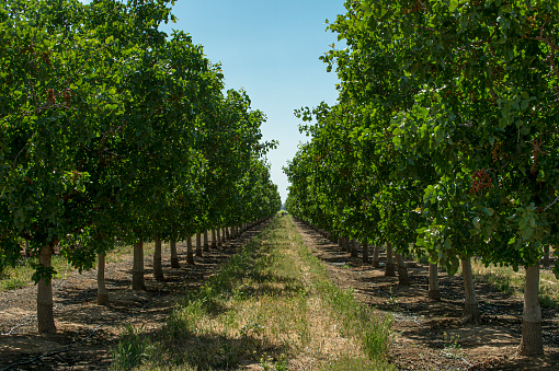 a view of an orchard of apricot trees in Seros, in the Lleida province of Catalonia, Spain, on a sunny summer day