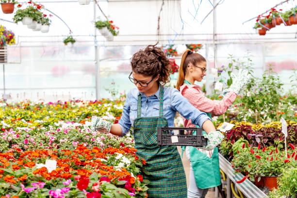 istock Two woman work in nursery plant with differnt types of flowers 1253354608