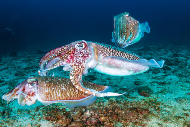 acasalamento cuttlefish ao amanhecer em um recife de coral escuro e tropical - mating ritual - fotografias e filmes do acervo