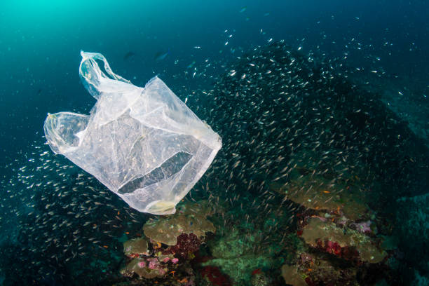 contaminación plástica - una bolsa de plástico desechada se desplaza a través de un arrecife de coral tropical en asia - wild abandon fotografías e imágenes de stock