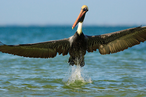 Pelican starting in the blue water. Brown Pelican splashing in water. bird in the dark water, nature habitat, Florida, USA. Wildlife scene from ocean. Brown pelican in the nature.