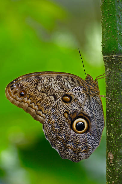Photo of Butterfly in the green forest. Beautiful butterfly Blue Morpho, Morpho peleides, in habitat, with dark forest, green vegetation, Costa Rica. Sitting on the three.