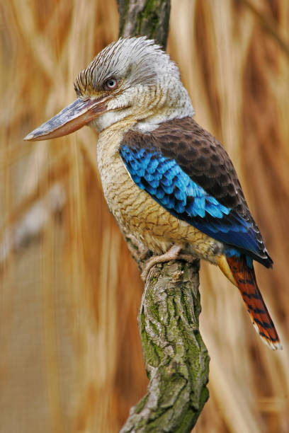 kingfisher blue-winged kookaburra, dacelo leachii, австралия. птица у реки. зимородок в среде обитания водной травы природы. птица сидит на ветке. сцена дикой приро - bushmans стоковые фото и изображения