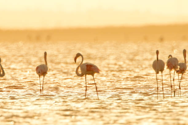 istock Flamingos in lake 1253355618