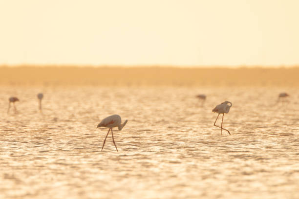 istock Flamingos in lake 1253355622