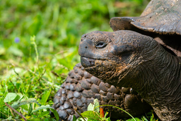 Portrait of Galápagos giant tortoise (Chelonoidis nigra) - the largest living species of tortoise, native to seven of the Galápagos Islands, a volcanic archipelago about 1000 km west of the Ecuadorian mainland. The image taken on Santa Cruz island.